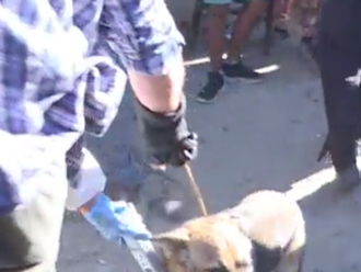 Horor na východnom Slovensku: Organizujú psie zabíjačky! Z domácich miláčikov robia masť
