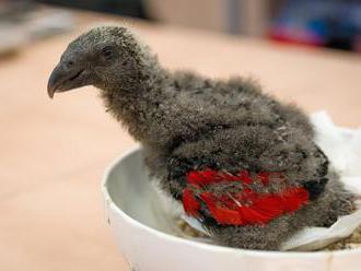 Zoo v Praze odchovala vzácného papouška orlího