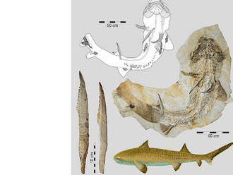 Több mint kétméteresek lehettek a cápák és a ráják közös ősei