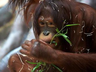 V ústecké zoo by se mohly udát změny, například stěhování orangutanů