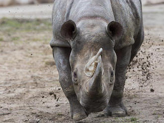 Safari park se rozloučil s nosorožčí rekordmankou i druhým nosorožcem uhynulým ve Rwandě