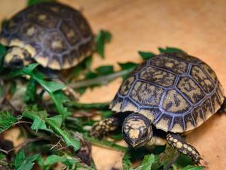 Zlínská zoo chystá výstavbu expozic pro želvy a malé savce damany