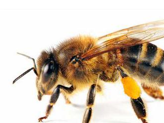 Včely dávajú ku vchodu úľa trus. Má odpudiť nebezpečné sršne