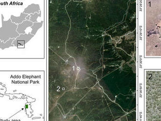 Vedci počítajú populáciu afrických slonov vďaka snímkam z družice