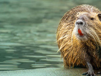Slovenskí vedci potvrdili výskyt špecifických parazitov u bobrov