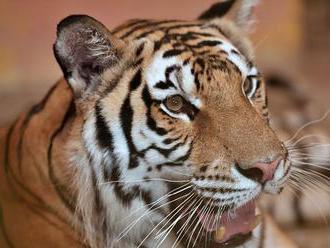Slovák ulovil v Afrike tigra, hrozí mu päťročné väzenie
