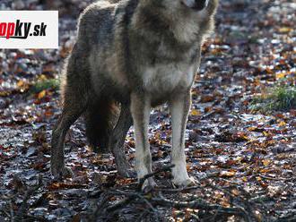 Vlky sa na Slovensku strieľali naposledy: Šelmy budú chránené celoročne