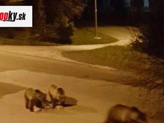 Situácia s medveďmi vo Vysokých Tatrách sa pravdepodobne zopakuje: TOTO je dôvod