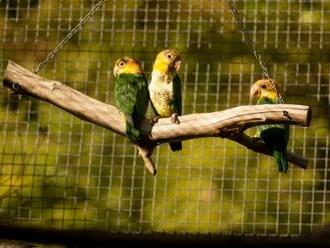 Ostravská zoo jako jediná v Evropě rozmnožila papouška amazónka bělobřichého