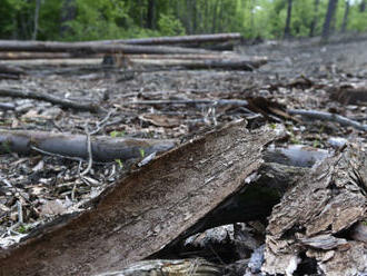 Kalamita kůrovce ustupuje, lesníci chystají obnovu zničených lesních cest