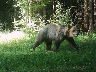 Turista chtěl v polských Tatrách selfie s medvědem, šelma ho zranila
