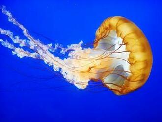 Ubuntu 22.04 LTS bude Jammy Jellyfish