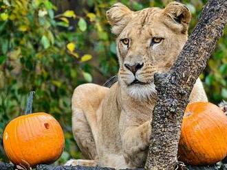 Smutek ve zlínské zoo: lvice Bona musela být utracena