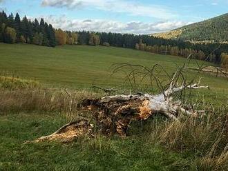 Silný vítr porazil legendární suchý strom uprostřed luk na Prášilsku