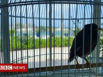Evacuated Afghan girl's pet bird finds sanctuary with French envoy