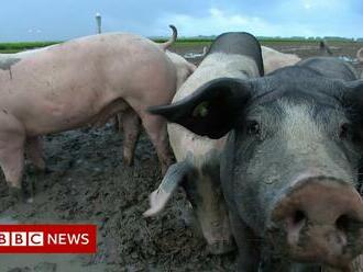 Pigs at Amsterdam's Schiphol Airport help to keep skies safe