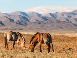 Koně Převalského bude pražská zoo transportovat na východ Mongolska