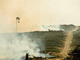 Vojtěch Novotný: Palmový olej a ekologický vandalismus