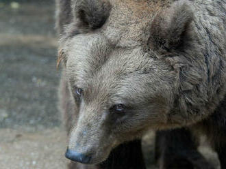 Medveď v tomto roku útočil na človeka sedemkrát