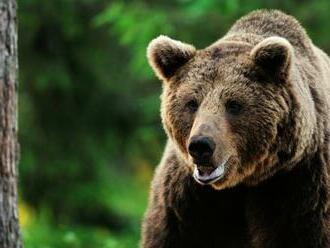 Turista chcel v poľských Tatrách selfie s medveďom, šelma ho pohrýzla do nohy