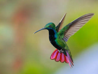 Samičky kolibríkov sa vydávajú za samčekov, aby unikli obťažovaniu