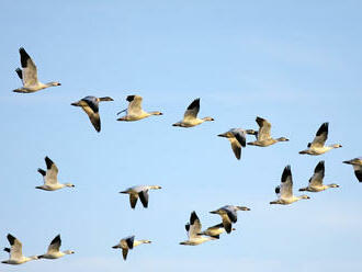 Každému piatemu vtáčiemu druhu v Európe hrozí vyhynutie
