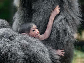 V pražské zoo se narodilo mládě ohroženého gibona stříbrného