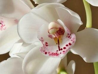 Orchideje zachrání radikální střih kořenů