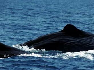 Vedci hľadajú spôsob ako komunikovať s veľrybami. Pomáha im umelá inteligencia