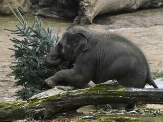 Sloni, hyeny i gorily si v pražské zoo pohráli s vánočními stromky