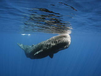 Námořníci u Jamajky natočili vzácnou bílou velrybu