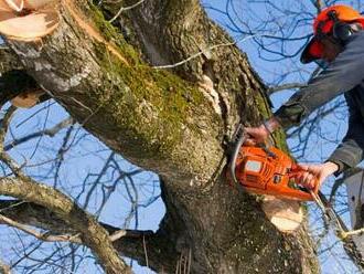 Kdy potřebujete ke kácení stromů povolení