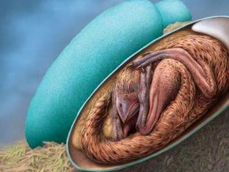 V Číne objavili dokonale zachované dinosaurie embryo