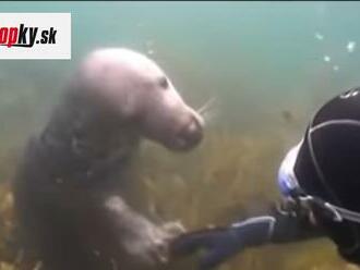 VIDEO Stretnutie s tuleňom obletelo svet: Potápač netušil, čo od neho chce, potom sa stalo toto!