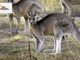 Objavili najstaršie výtvarné dielo v Austrálii, dvojmetrová kengura má vyše 17-tisíc rokov