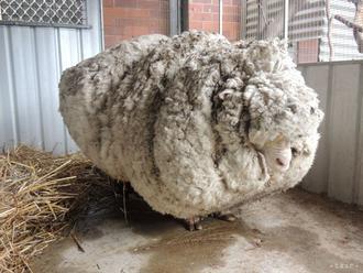 Zatúlanú ovcu po piatich rokoch zbavili 35 kilogramov vlny