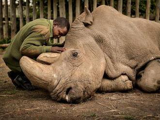 Fotky přírody, které okouzlí i dojmou. Je mezi nimi i umírající nosorožec Súdán