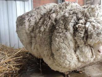 VIDEO: Zatúlanú ovcu po piatich rokoch zbavili 35 kilogramov vlny
