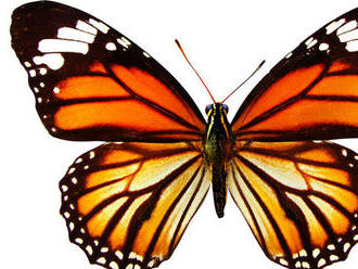Samčekovia tropického motýľa impregnujú partnerky, aby odradili sokov