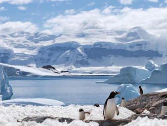 V južnom Atlantiku prvý raz videli žlto-bieleho tučniaka