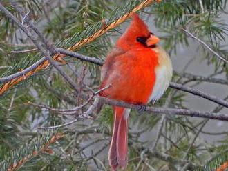 V USA vyfotografovali vtáka  s perím napoly samčím a napoly samičím