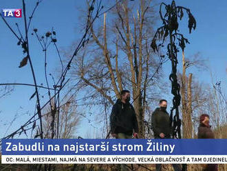 Mesto sa chytilo iniciatívy za záchranu najstaršieho stromu v Žiline