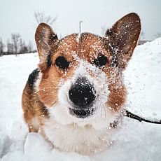 5 tipů, jak chránit svého psa před zimou
