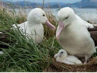 Z nemotorného novozélandského albatrosa je internetová hviezda