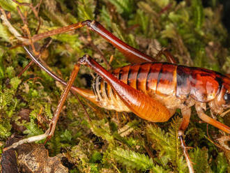 Novozélandský vedec pomenoval nový druh hmyzu po premiérke