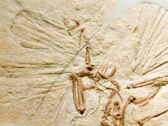 Šesťročný Brit našiel na záhrade skameneliny staré stovky miliónov rokov