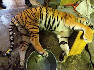 Soud v Liberci se začal zabývat kauzou nelegálního zabíjení tygrů