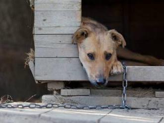 Zákon o zákaze držania psov na reťaziach prerokujú poslanci na začiatku mája