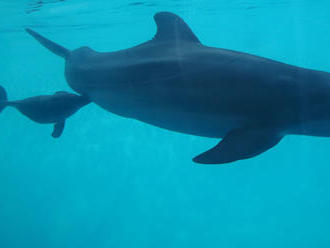 Na pobreží Ghany more vyplavilo desiatky mŕtvych delfínov