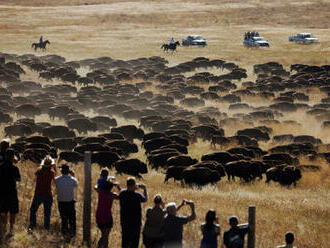 Přes 45.000 lidí se hlásí o možnost odstřelit bizona u amerického Velkého kaňonu